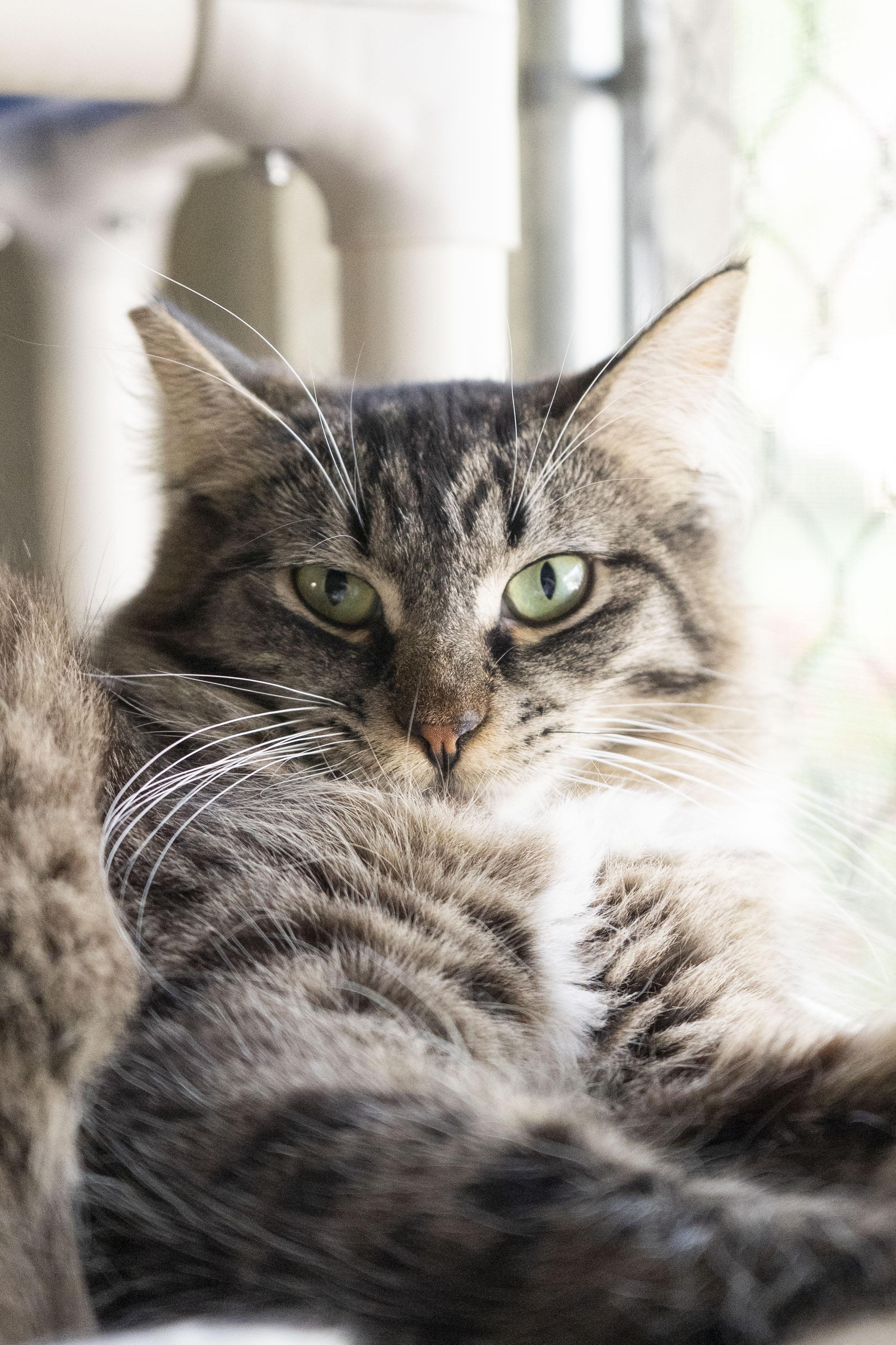 Tuffy, ADOPTABLE, Adult Male Domestic Long Hair.
