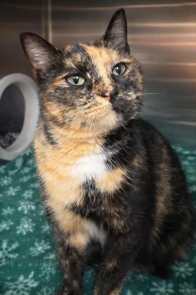 Enlarge Monica, a Adoptable mixed breed in Columbia, TN image 1/2