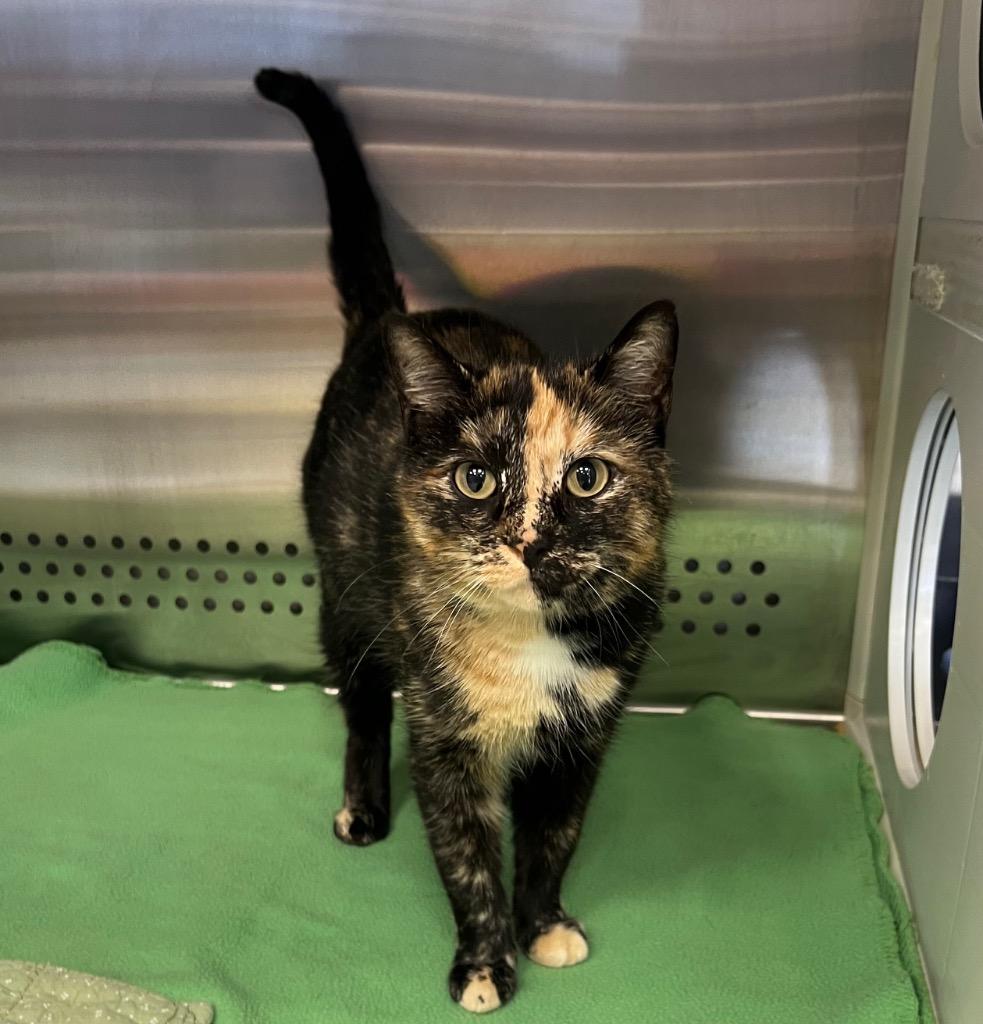 Enlarge Monica, a Adoptable mixed breed in Columbia, TN image 2/2