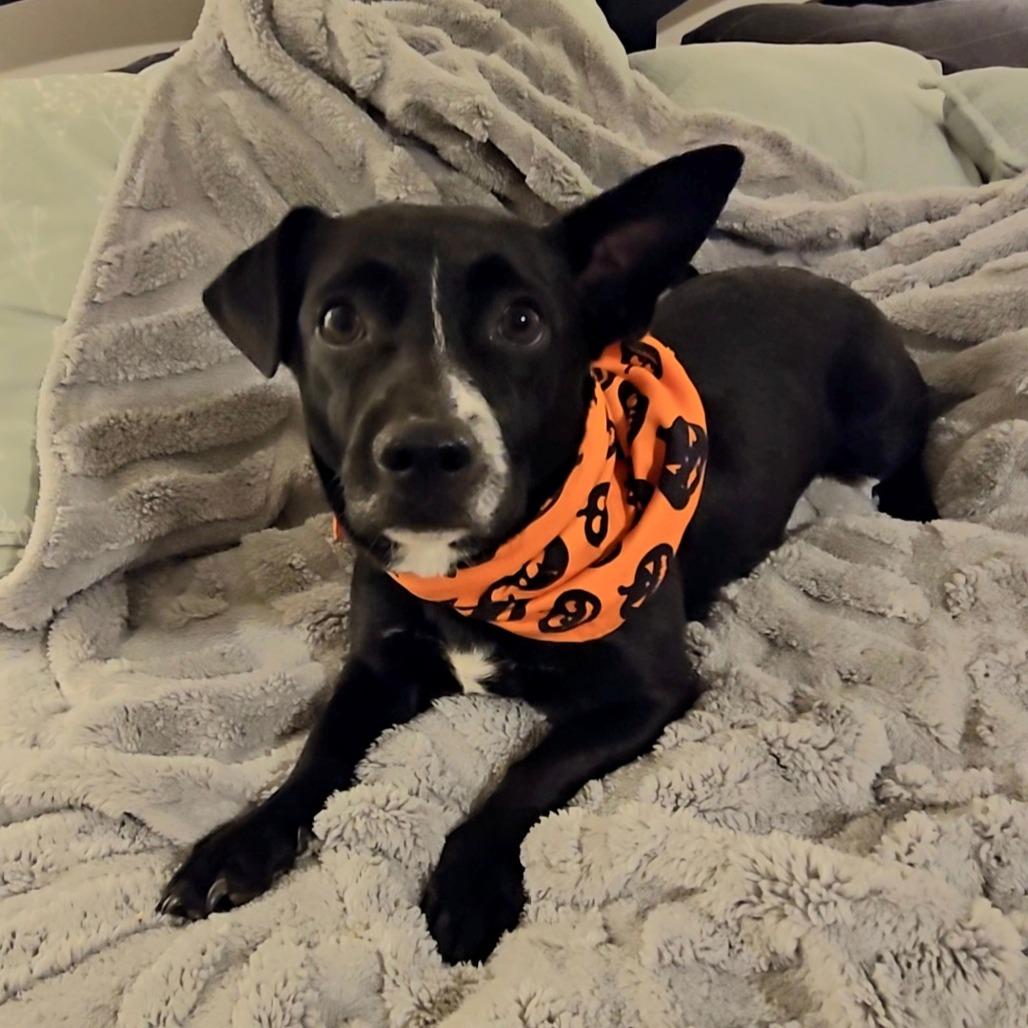 Enlarge Cormack, a Adoptable Mixed Breed in Fredericksburg, VA image 2/5