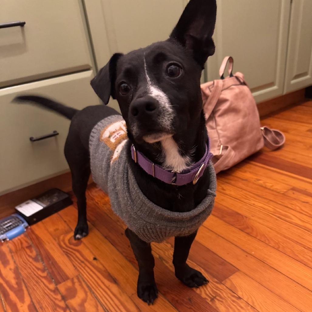 Enlarge Cormack, a Adoptable Mixed Breed in Fredericksburg, VA image 4/5