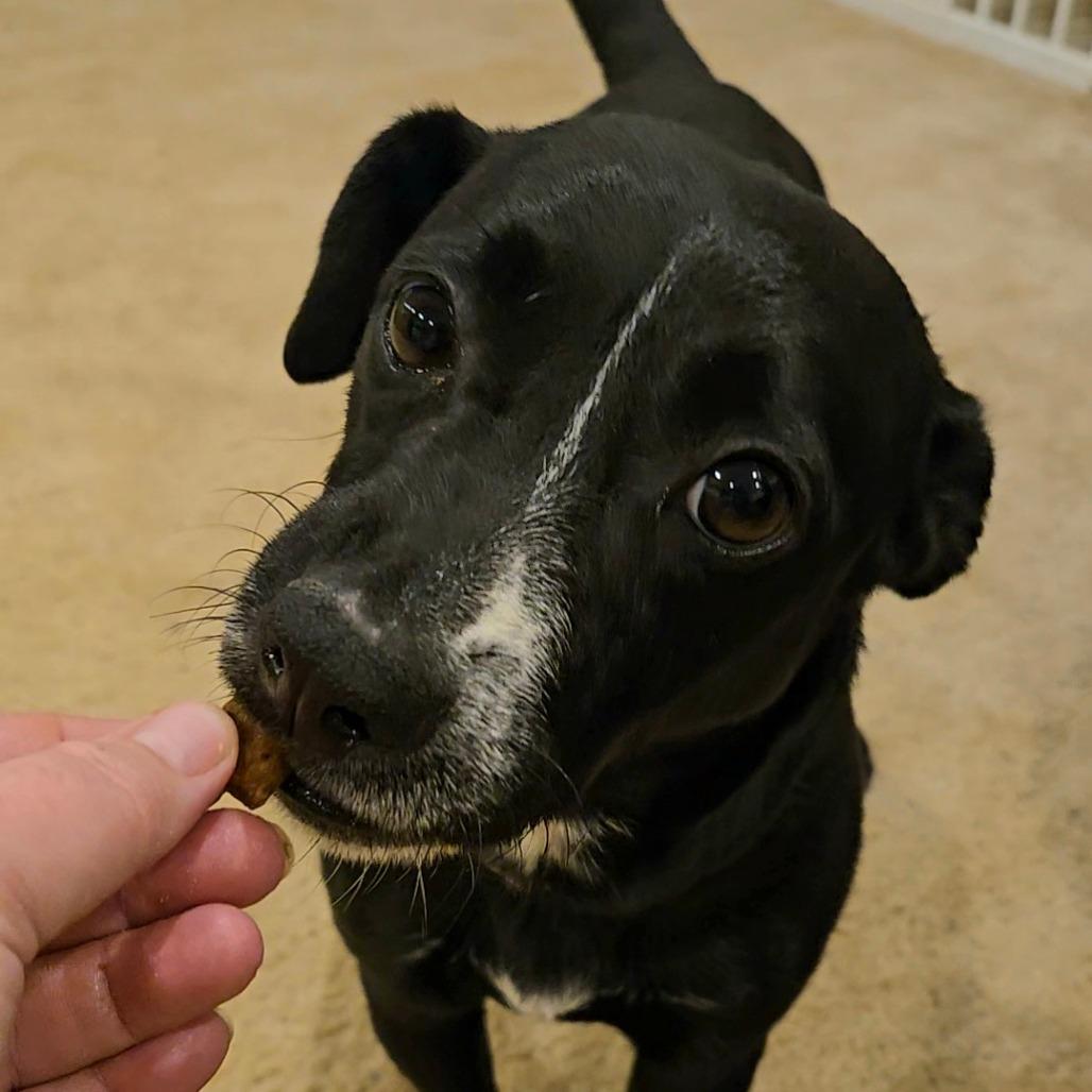 Enlarge Cormack, a Adoptable Mixed Breed in Fredericksburg, VA image 5/5