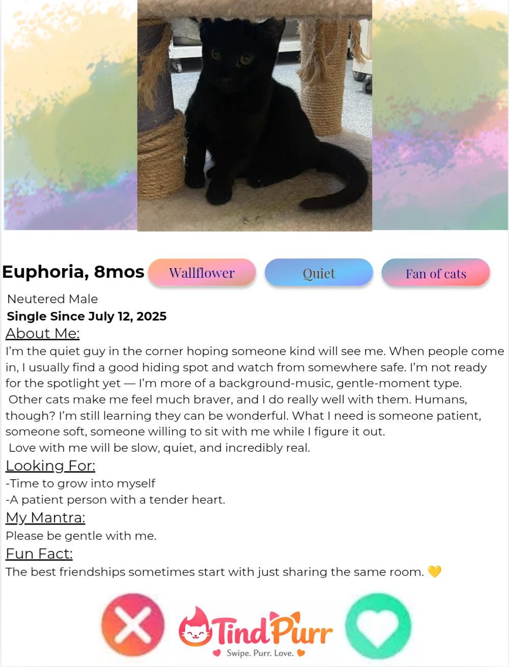 Enlarge Euphoria, a Adoptable Domestic Short Hair in Indiana, PA image 2/4