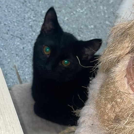 Enlarge Euphoria, a Adoptable Domestic Short Hair in Indiana, PA image 3/4