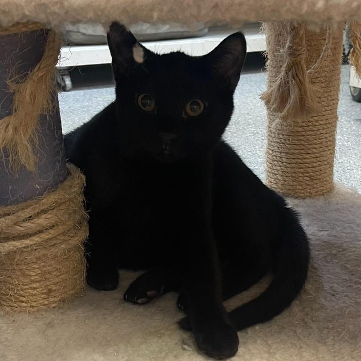 Euphoria, Adoptable, Young Male Domestic Short Hair.