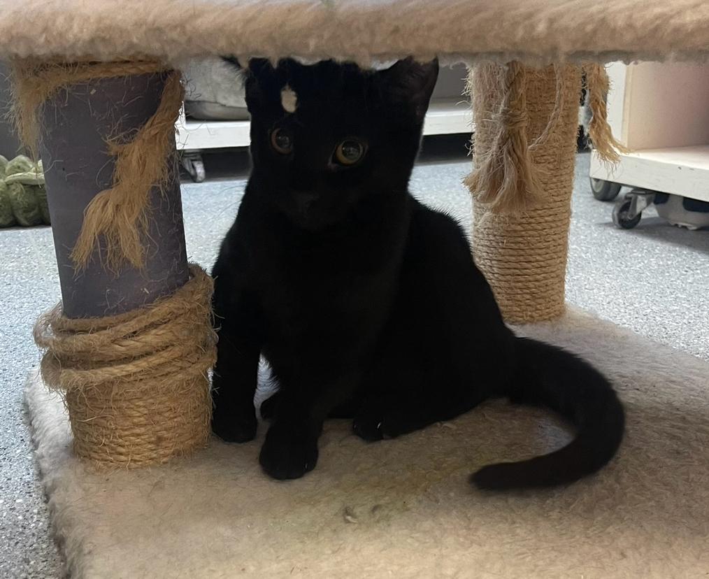 Enlarge Euphoria, a Adoptable Domestic Short Hair in Indiana, PA image 4/4