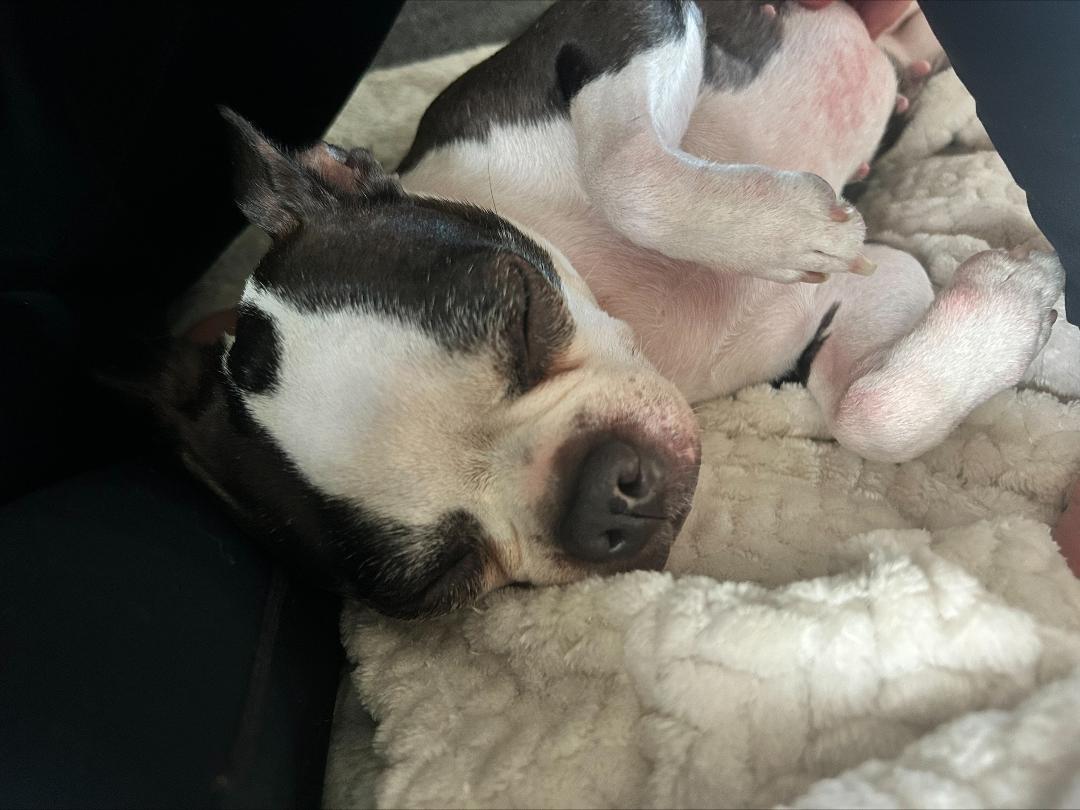 Precious in CO, a Adoptable Boston Terrier in Sioux Falls, SD image 4/6
