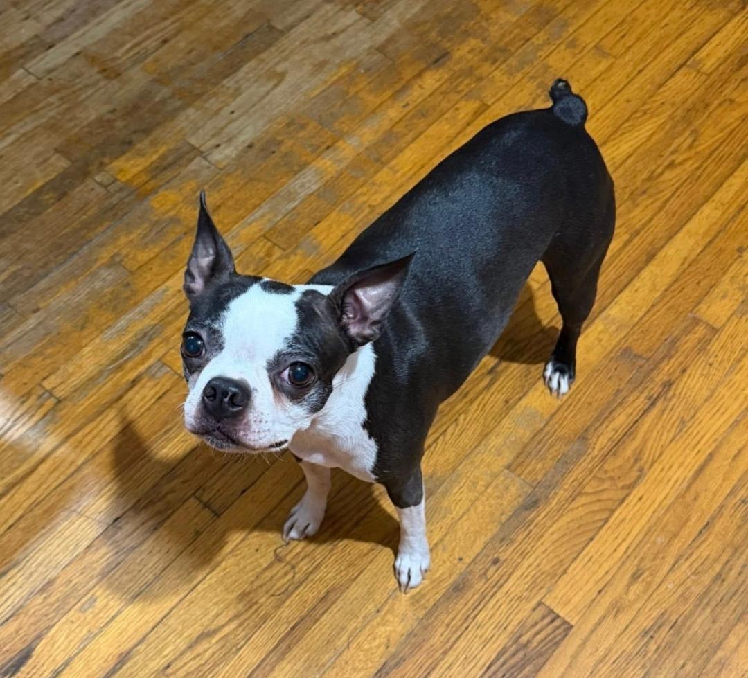 Precious in CO, a Adoptable Boston Terrier in Sioux Falls, SD image 3/6