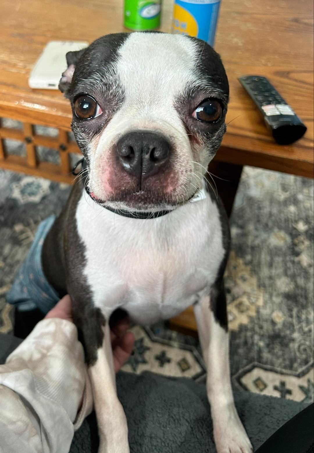 Precious in CO, a Adoptable Boston Terrier in Sioux Falls, SD image 5/6