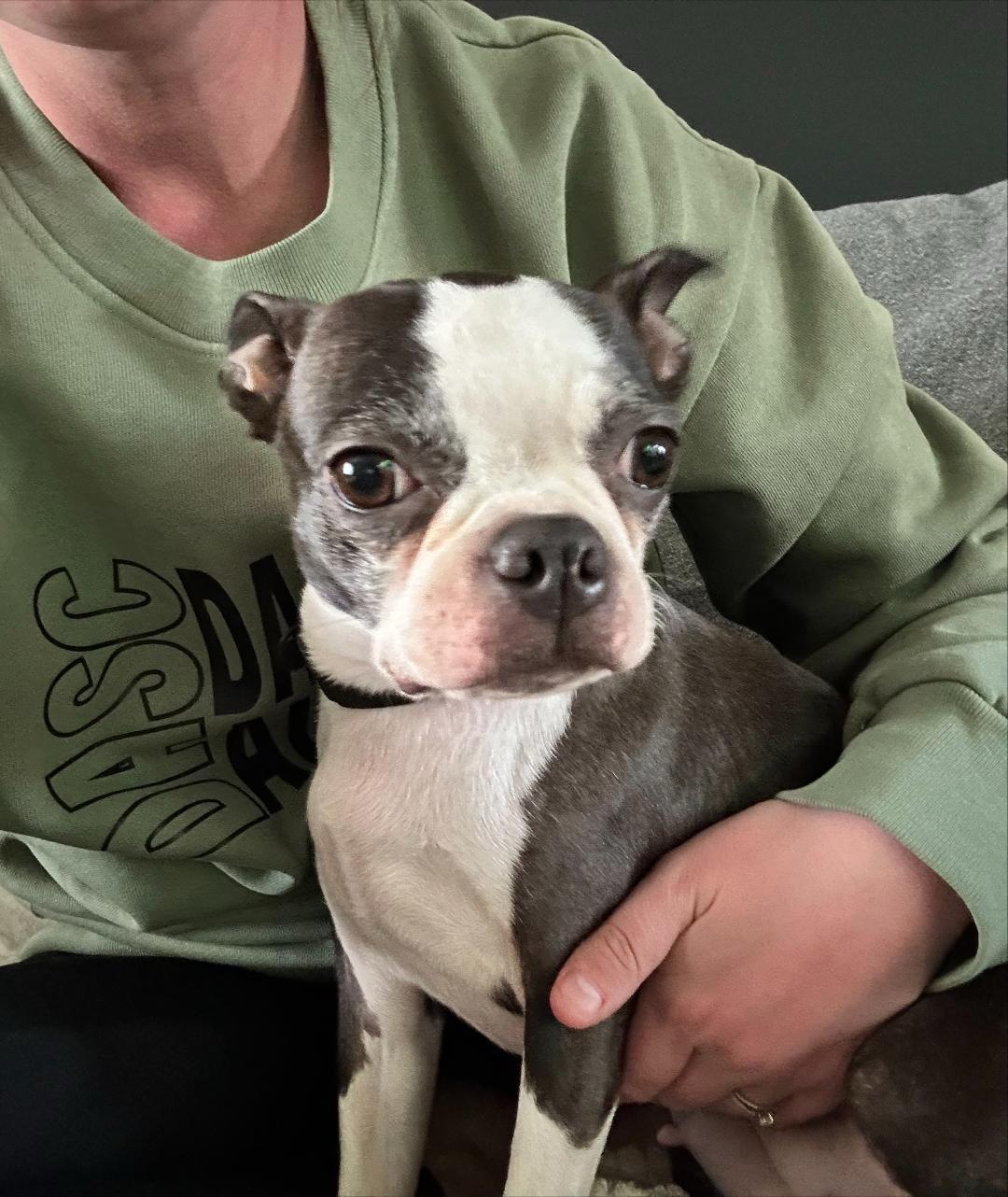 Precious in CO, Adoptable, Adult Female Boston Terrier.