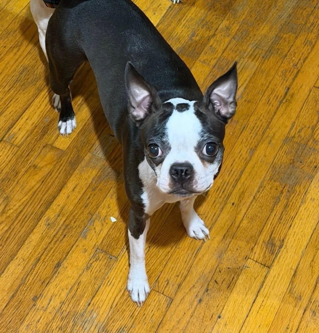 Precious in CO, a Adoptable Boston Terrier in Sioux Falls, SD image 2/6