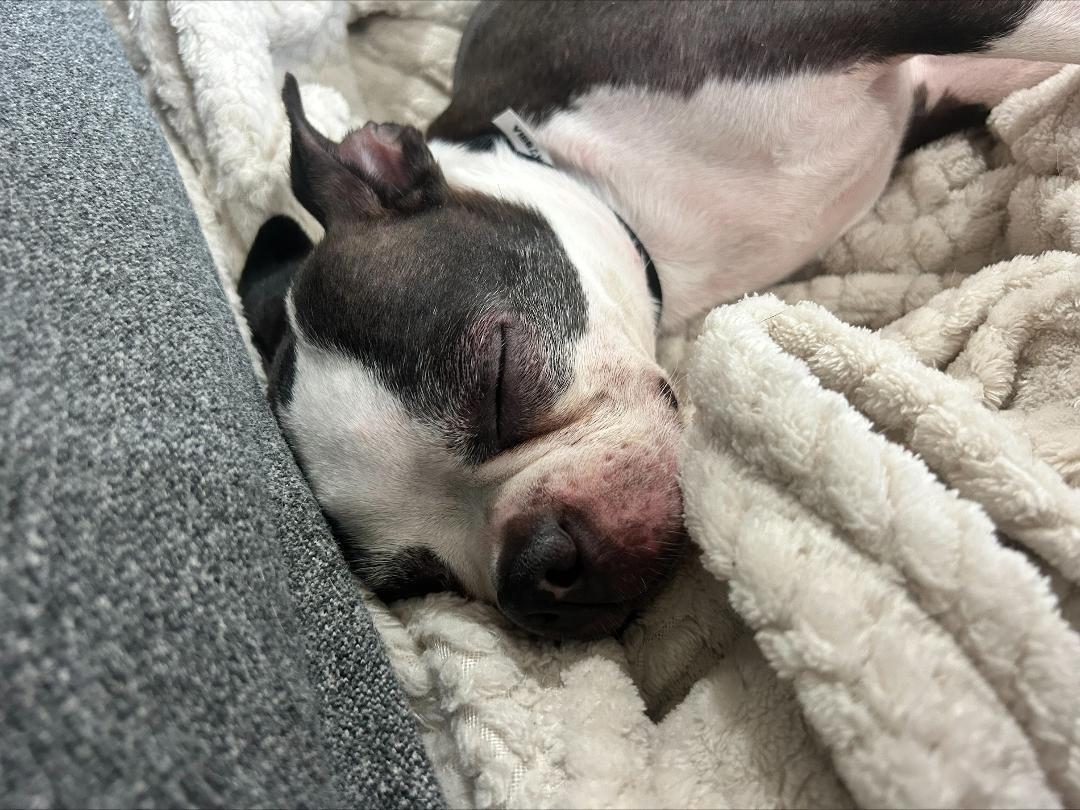 Precious in CO, a Adoptable Boston Terrier in Sioux Falls, SD image 6/6