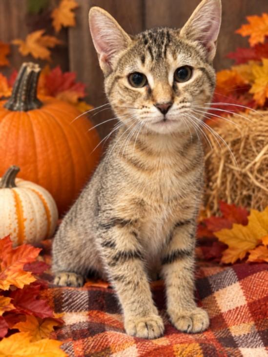 CIDER, Adoptable, Kitten Female Domestic Short Hair.