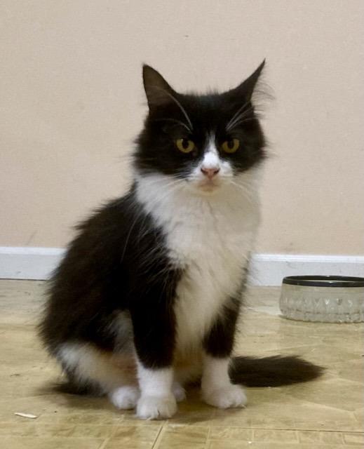 Enlarge Fairy Tale25F, a Adoptable mixed breed in Youngsville, NC image 1/2