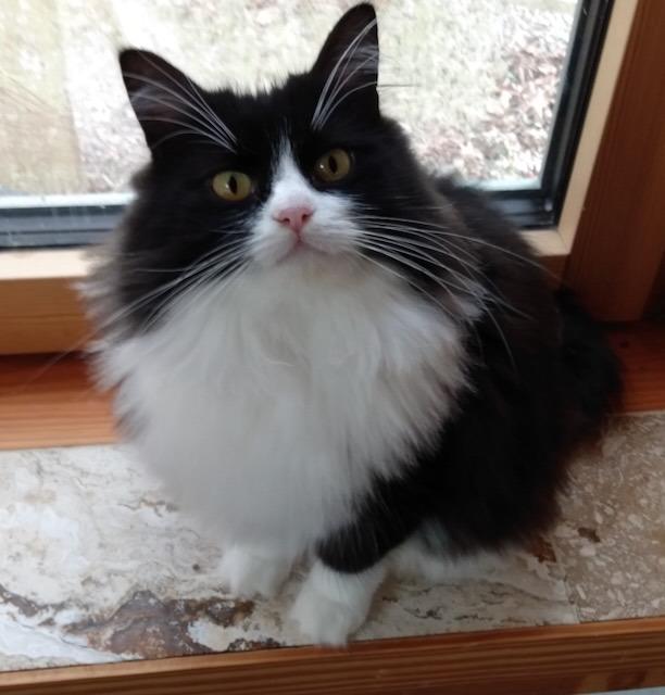 Enlarge Fairy Tale25F, a Adoptable mixed breed in Youngsville, NC image 2/2