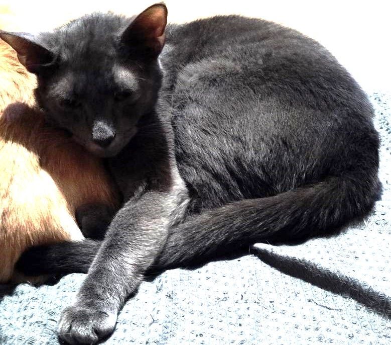 Viper, Adoptable, Young Male Russian Blue & Tabby.