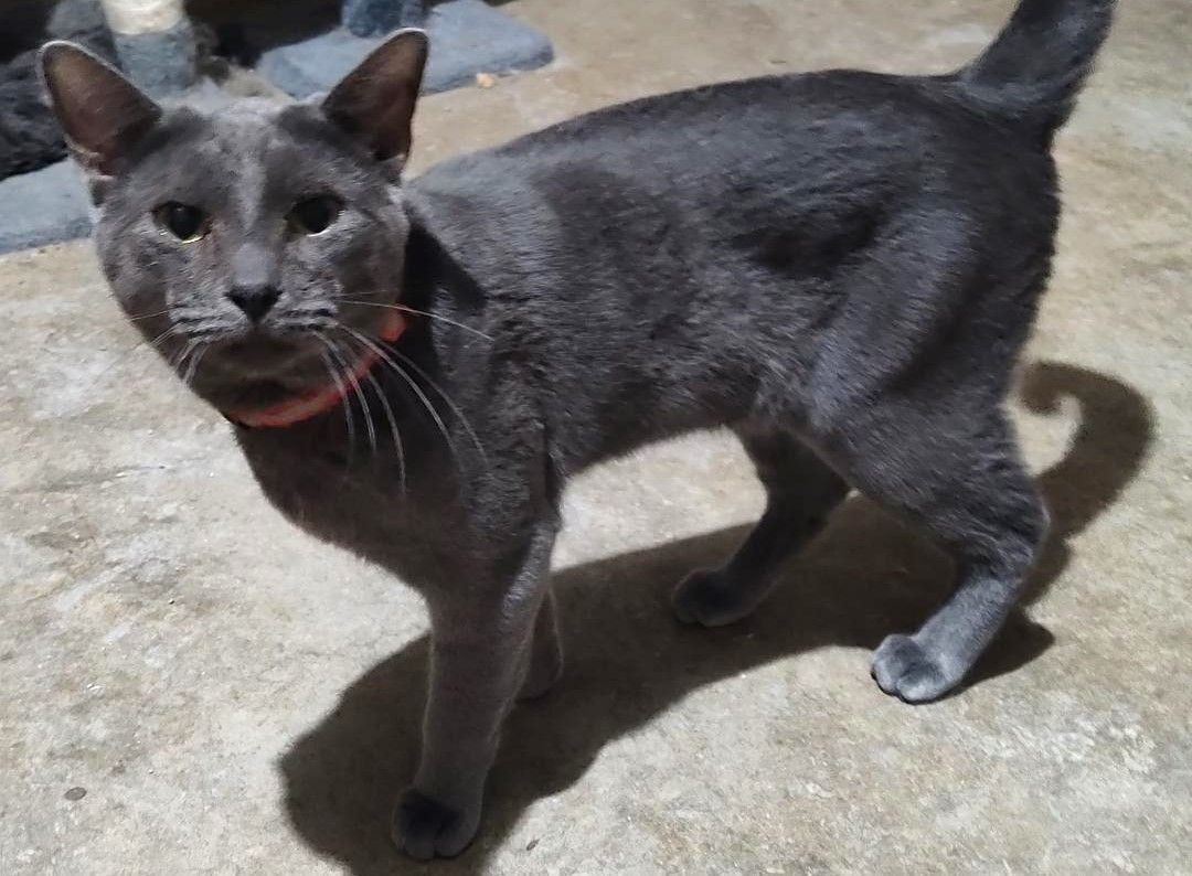 Enlarge Viper, a Adoptable mixed breed in San Antonio, TX image 2/4