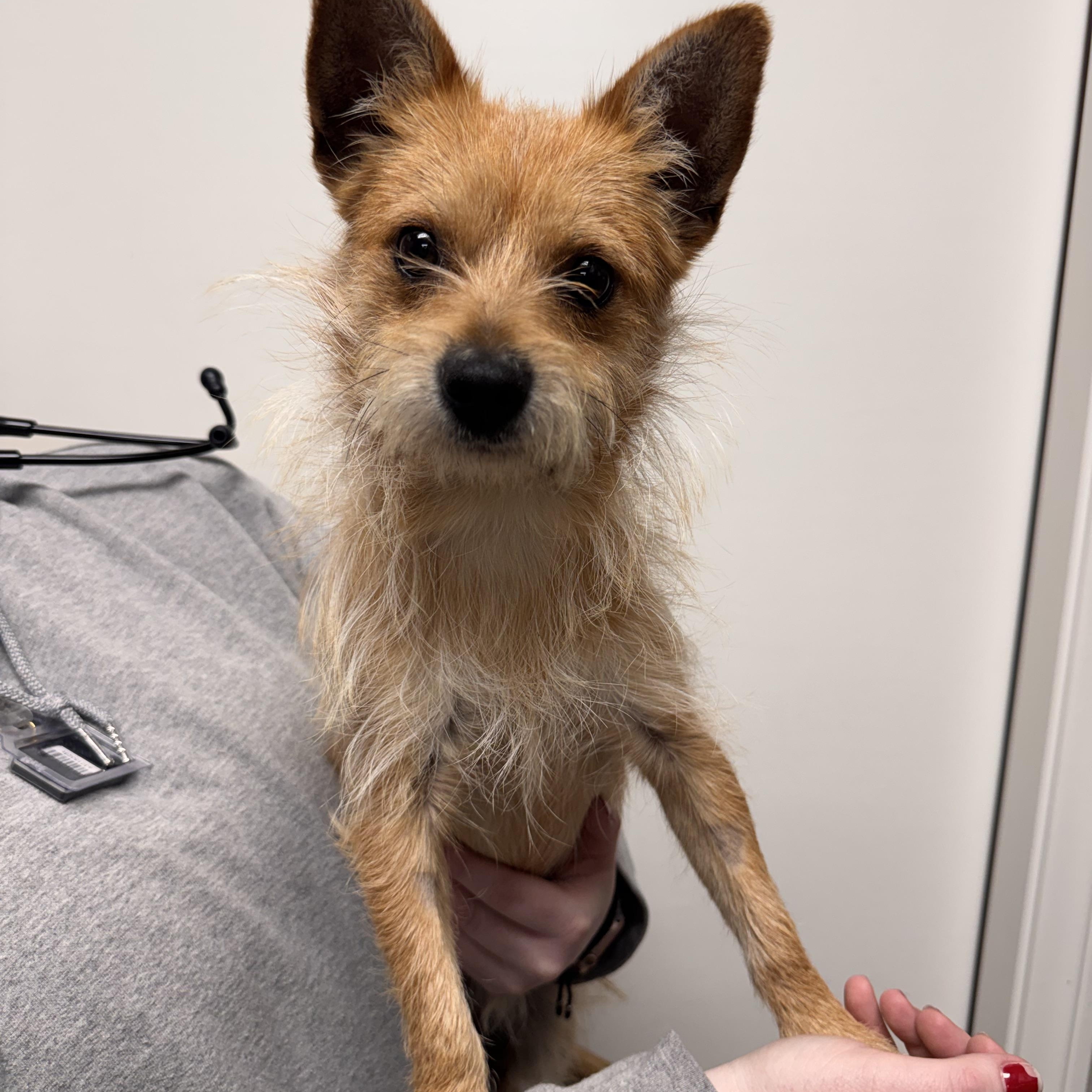 Pokémon , ADOPTABLE, Young Male Terrier.