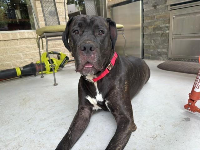 Bellini, a Adoptable mixed breed in Happy Valley, OR image 2/5