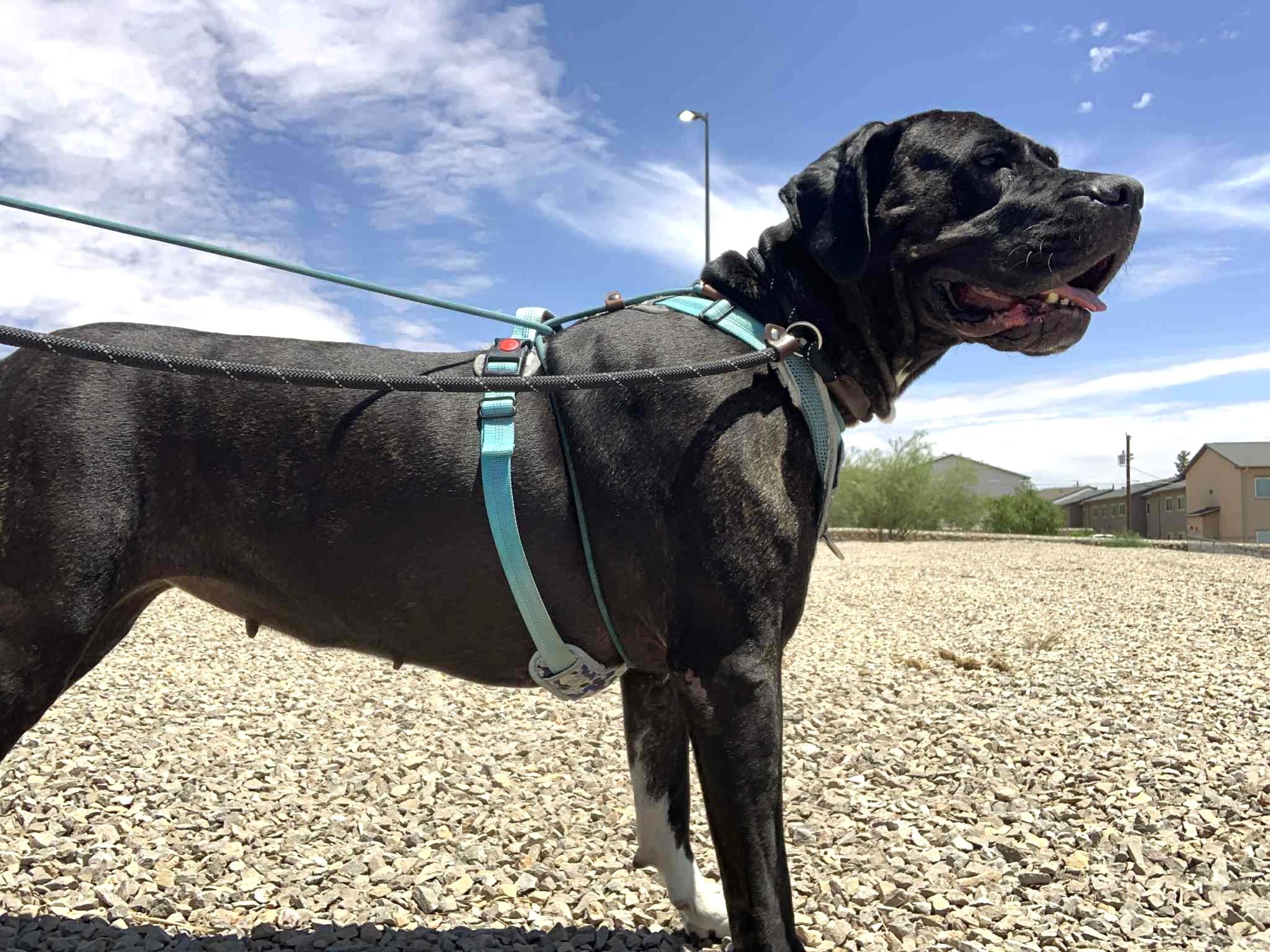 Bellini, a Adoptable mixed breed in Happy Valley, OR image 4/5