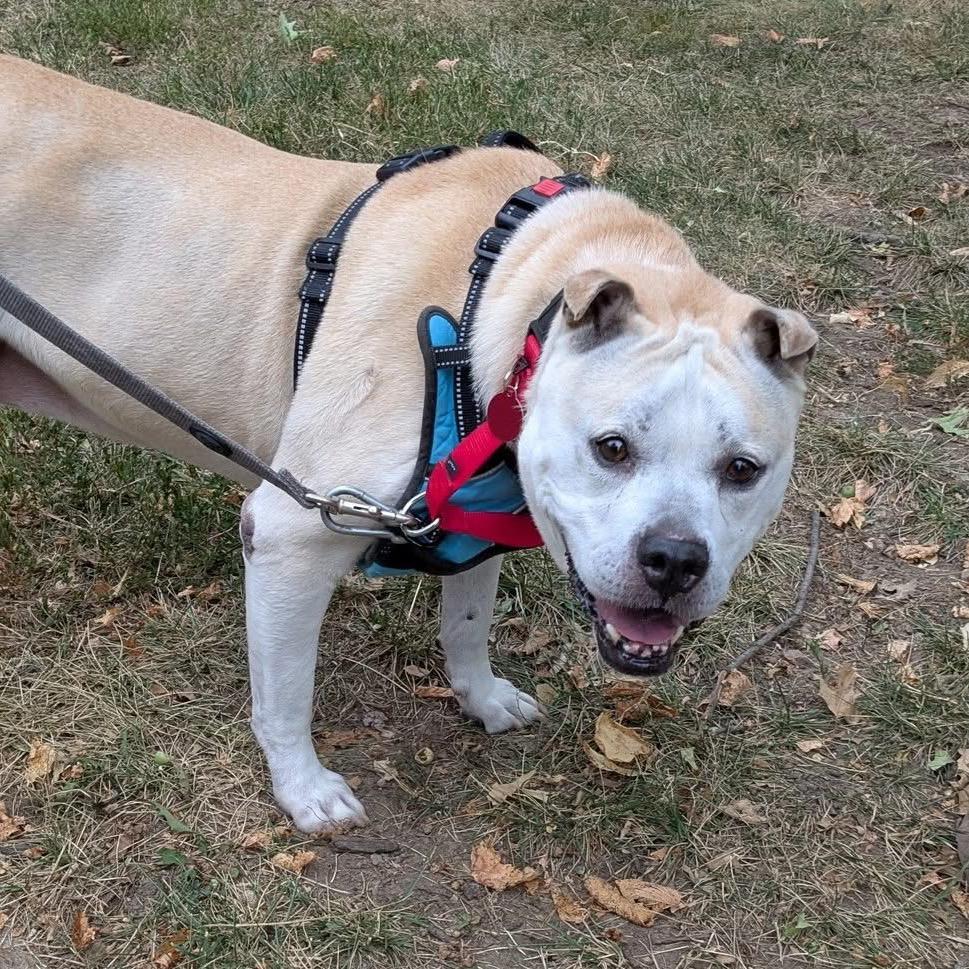 Pina, Adoptable, Senior Female Shar-Pei & American Bulldog.