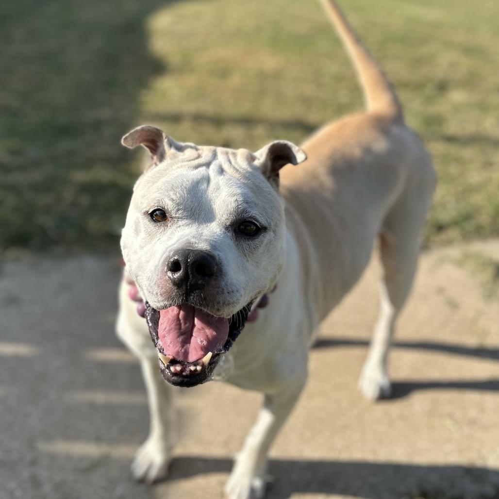 Pina, Adoptable, Senior Female Shar-Pei & American Bulldog.