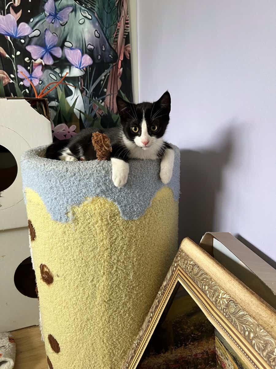 Ghost Pepper, a Adoptable Tuxedo in Calgary, AB image 2/2