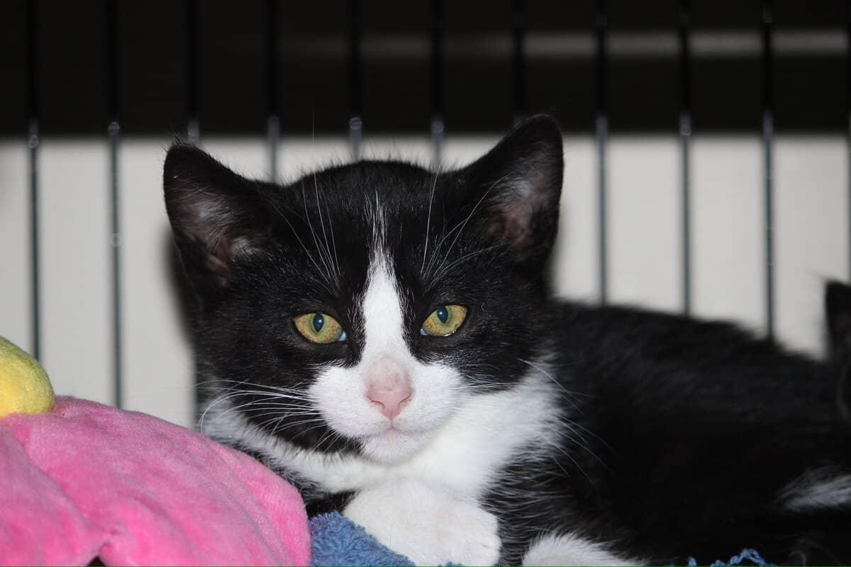 Ghost Pepper, Adoptable, Kitten Male Tuxedo.