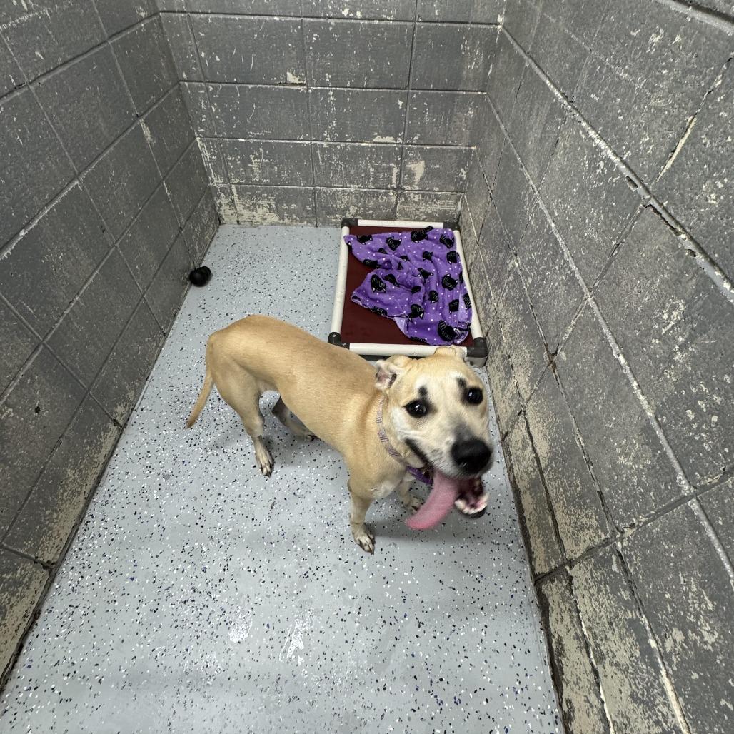 Auburn, Adoptable, Adult Female Mixed Breed.