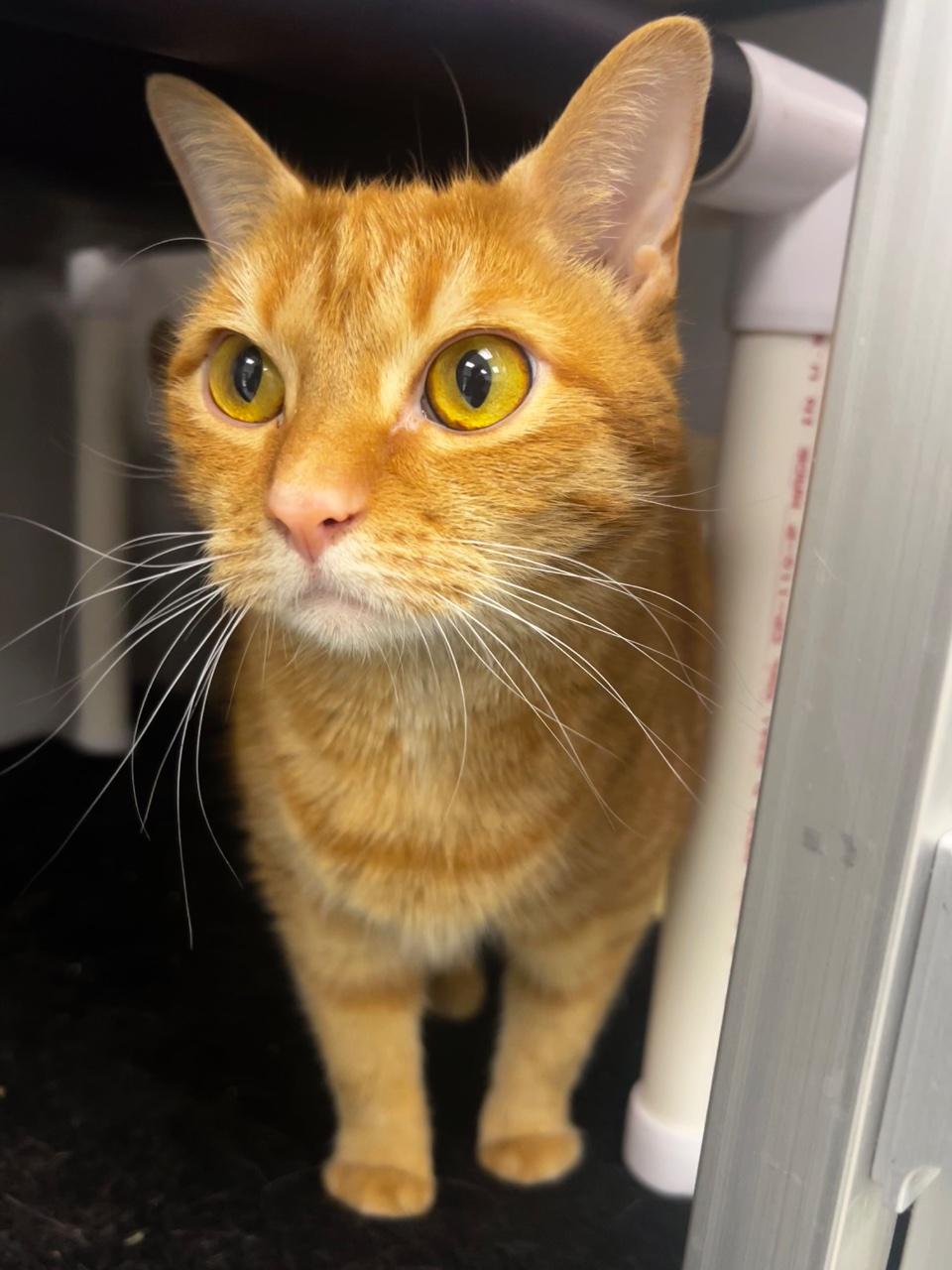 Jazmine, Adoptable, Adult Female Domestic Short Hair.