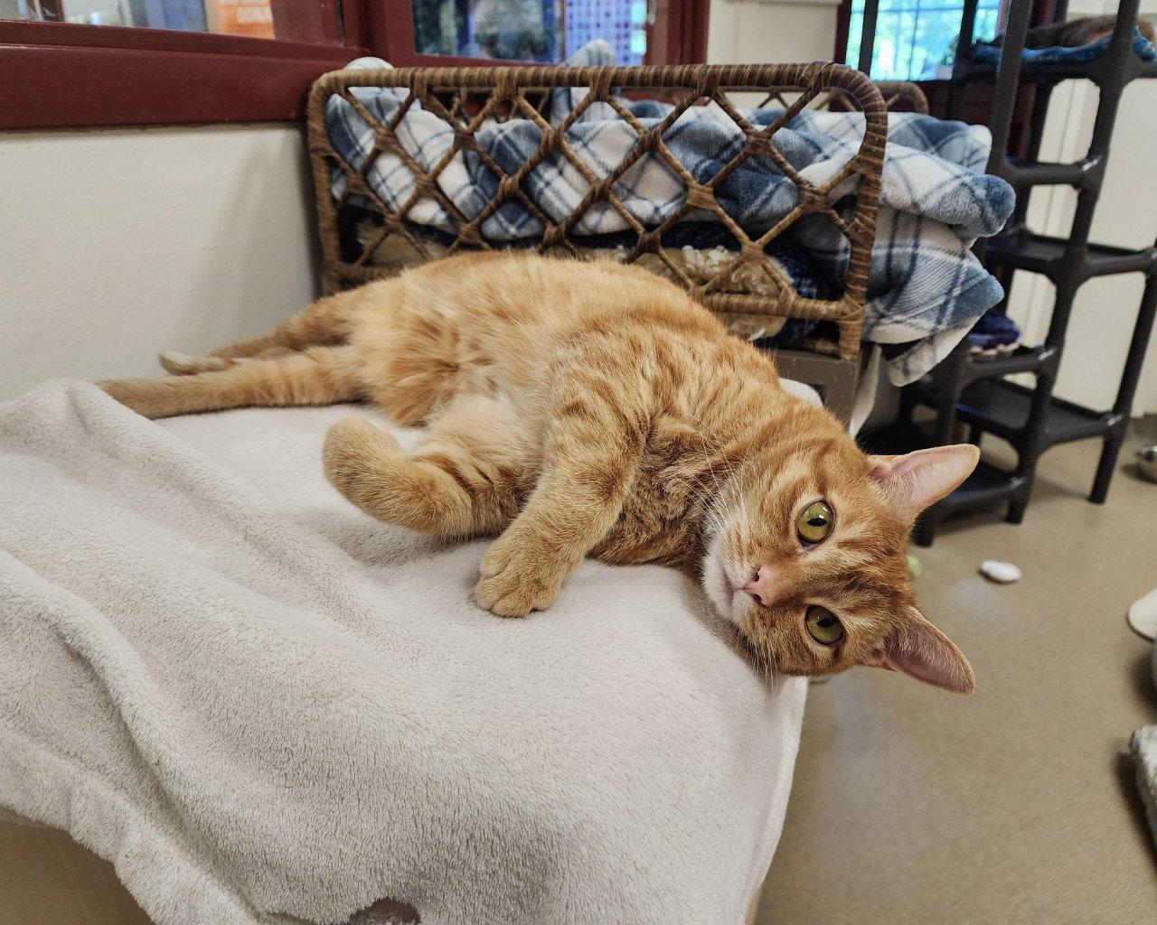 Jazmine, a Adoptable Domestic Short Hair in Raleigh, NC image 2/5