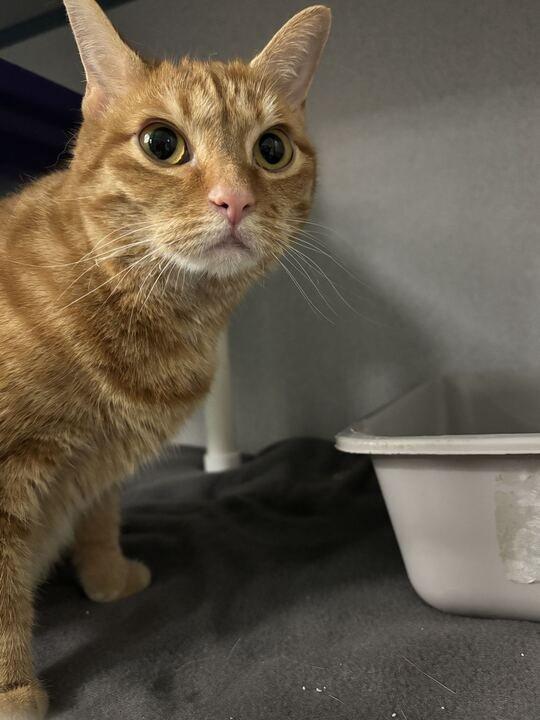 Jazmine, Adoptable, Adult Female Domestic Short Hair.