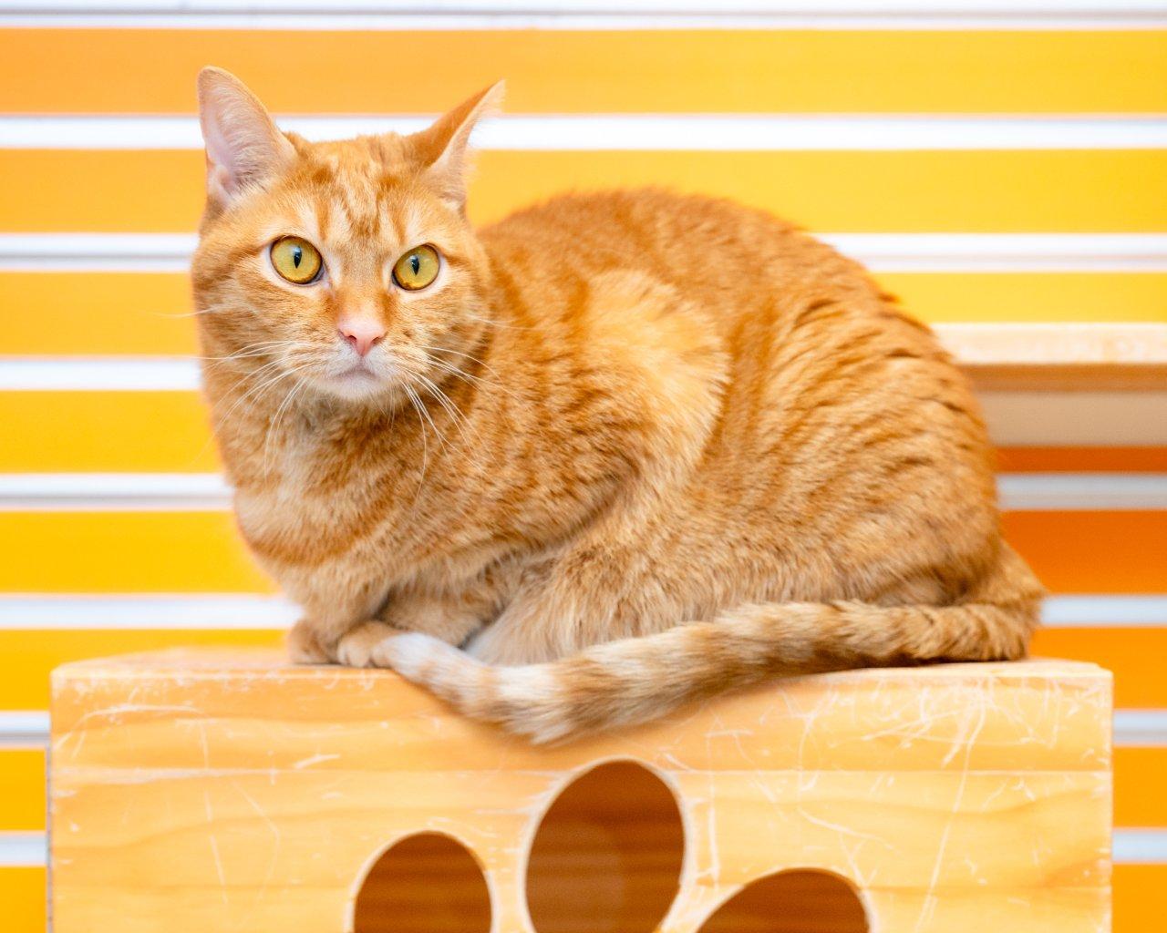 Jazmine, a Adoptable Domestic Short Hair in Raleigh, NC image 4/5