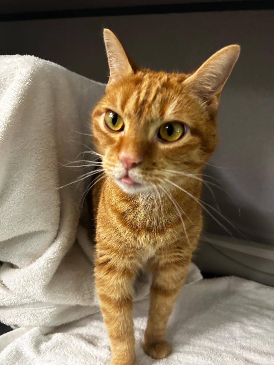 Enlarge Jazmine, a Adoptable Domestic Short Hair in Raleigh, NC image 2/2