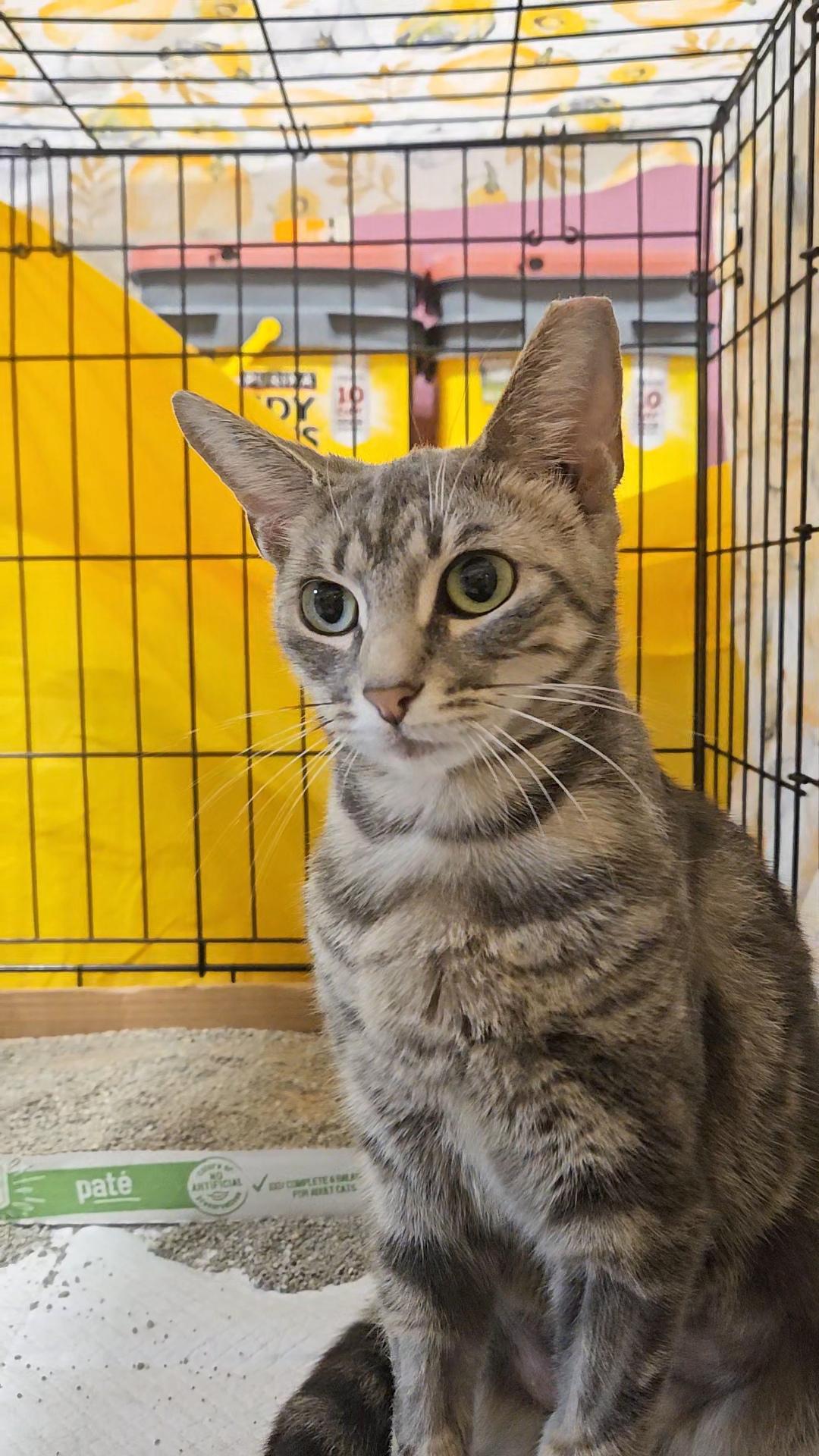 HALO N – Grey Tabby Angel!