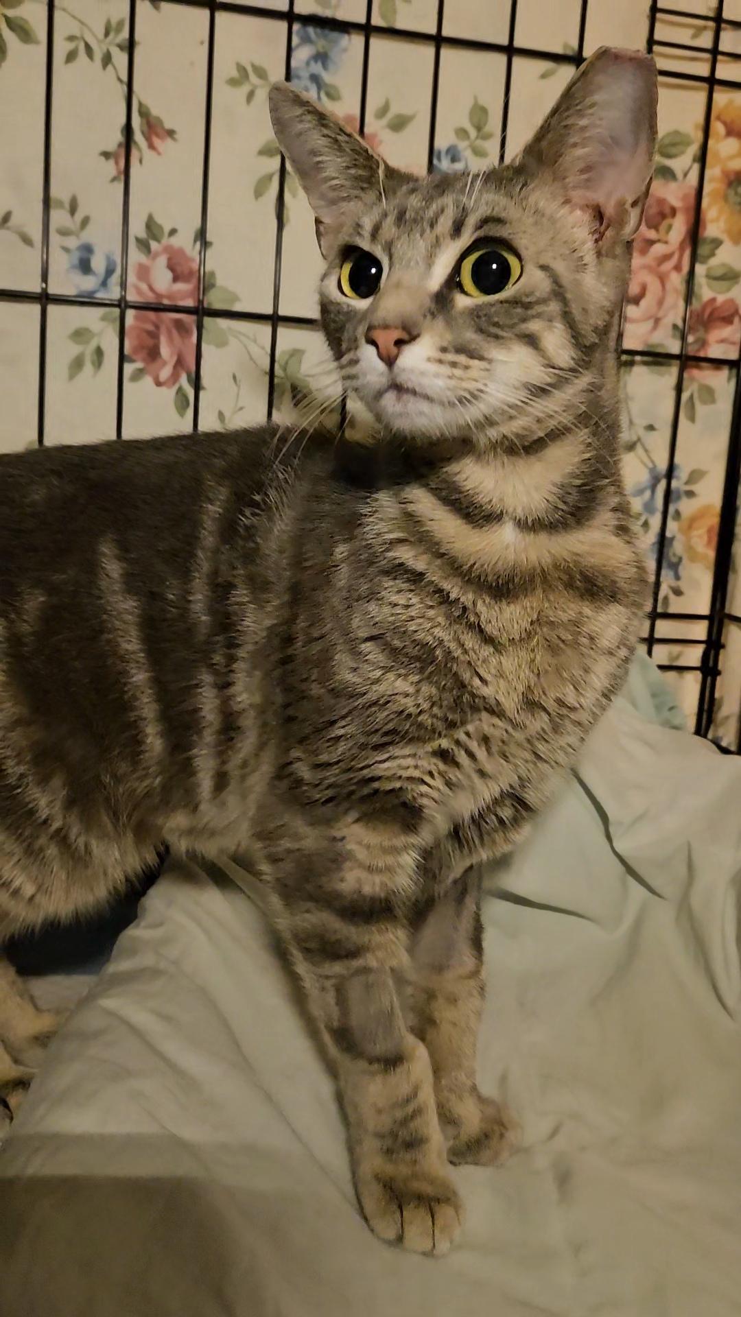 HALO N – Grey Tabby Angel!