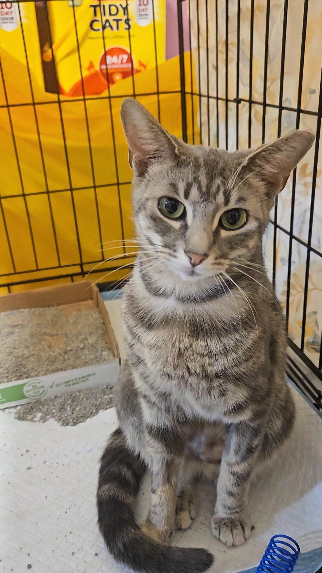 HALO N – Grey Tabby Angel!