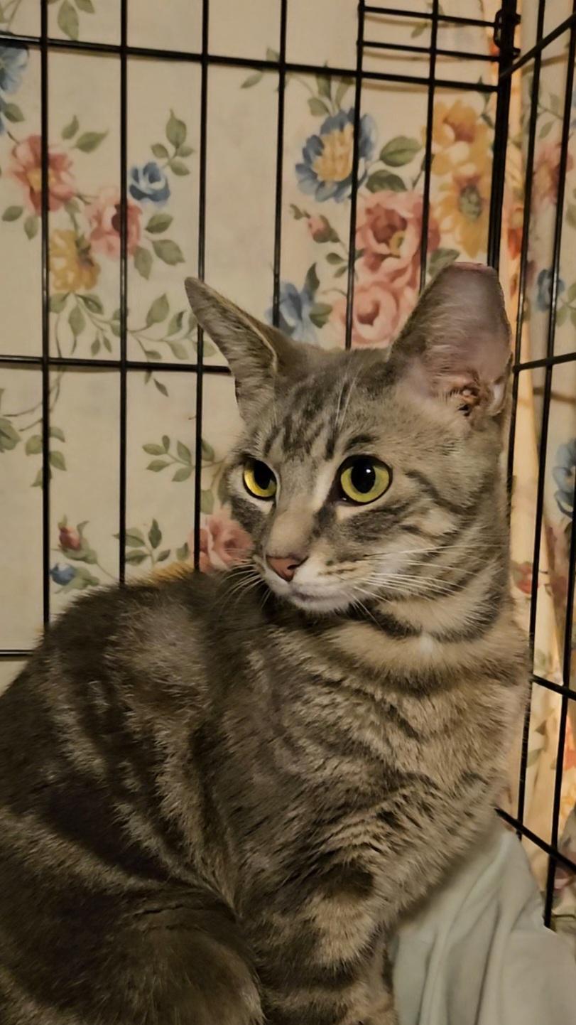 HALO N – Grey Tabby Angel!