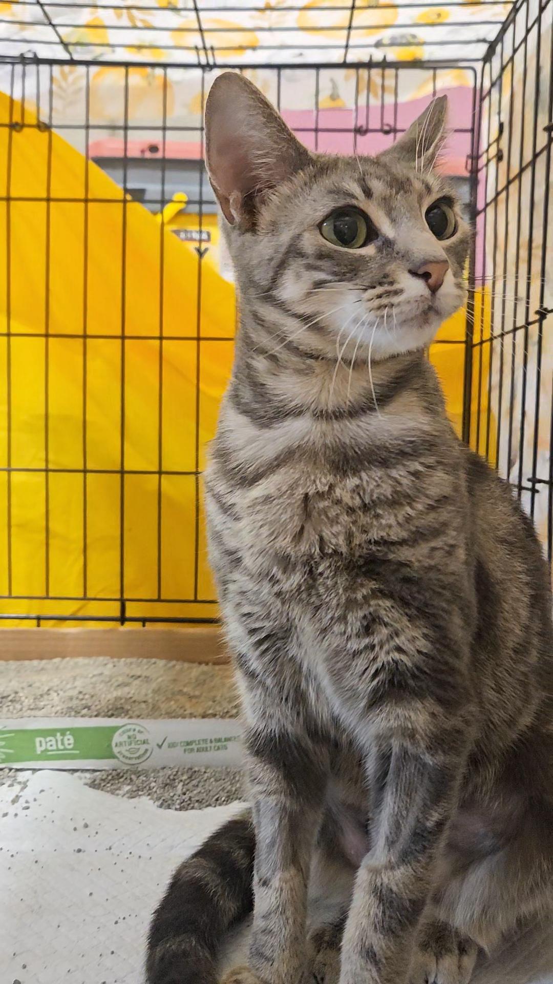 HALO N – Grey Tabby Angel!