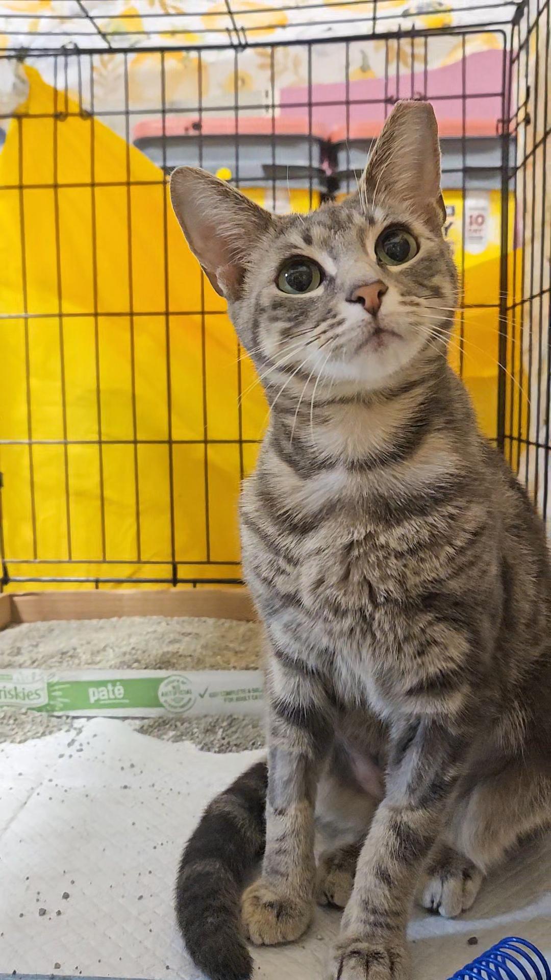 HALO N – Grey Tabby Angel!