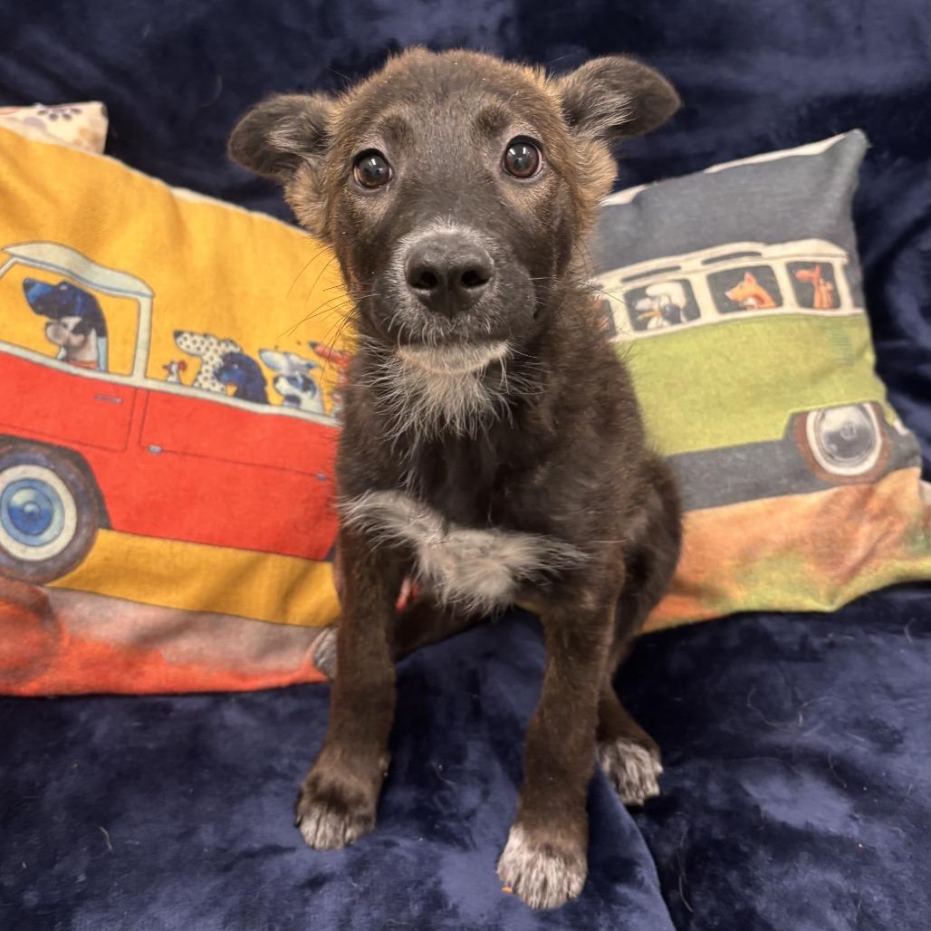 Enlarge Penny, a Adoptable mixed breed in Tempe, AZ image 1/6