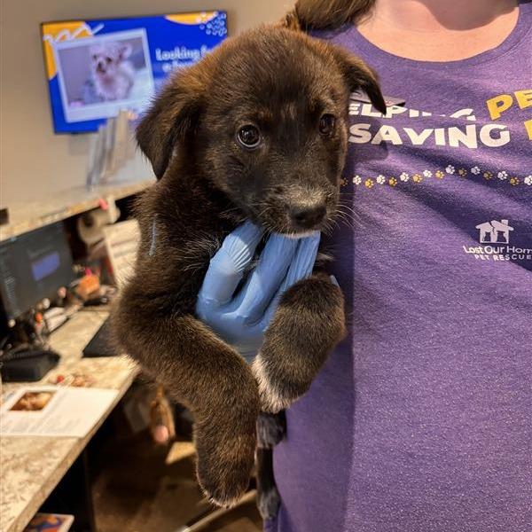 Enlarge Penny, a Adoptable mixed breed in Tempe, AZ image 2/6