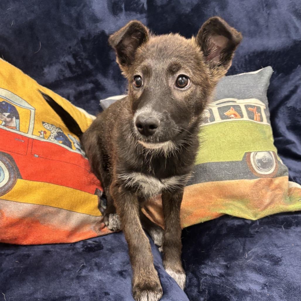 Enlarge Penny, a Adoptable mixed breed in Tempe, AZ image 3/6