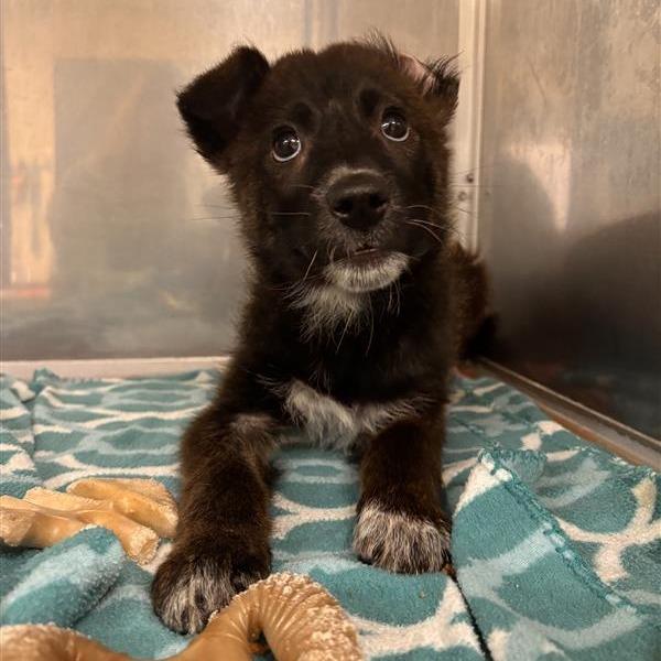 Enlarge Penny, a Adoptable mixed breed in Tempe, AZ image 4/6