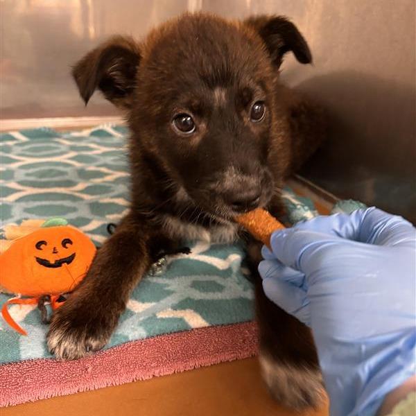 Enlarge Penny, a Adoptable mixed breed in Tempe, AZ image 5/6