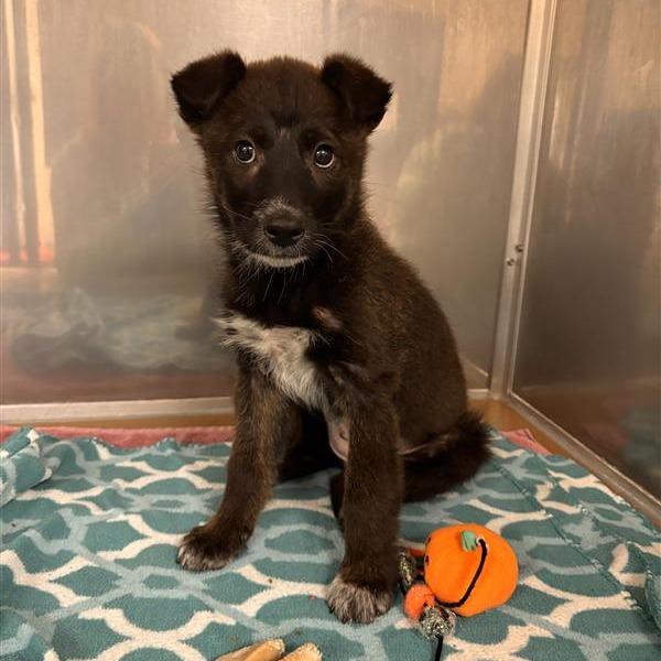 Enlarge Penny, a Adoptable mixed breed in Tempe, AZ image 6/6