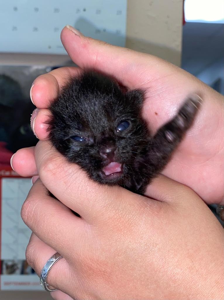 Enlarge Batman/Binx, a Adoptable mixed breed in Lockhart, TX image 1/2