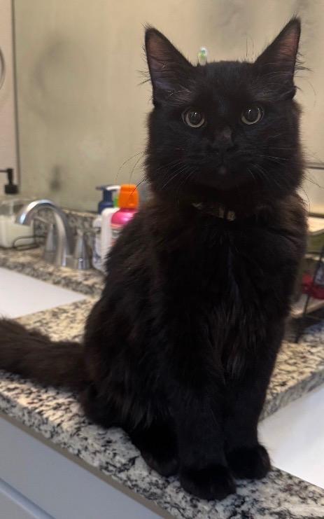 Enlarge Batman/Binx, a Adoptable mixed breed in Lockhart, TX image 2/2