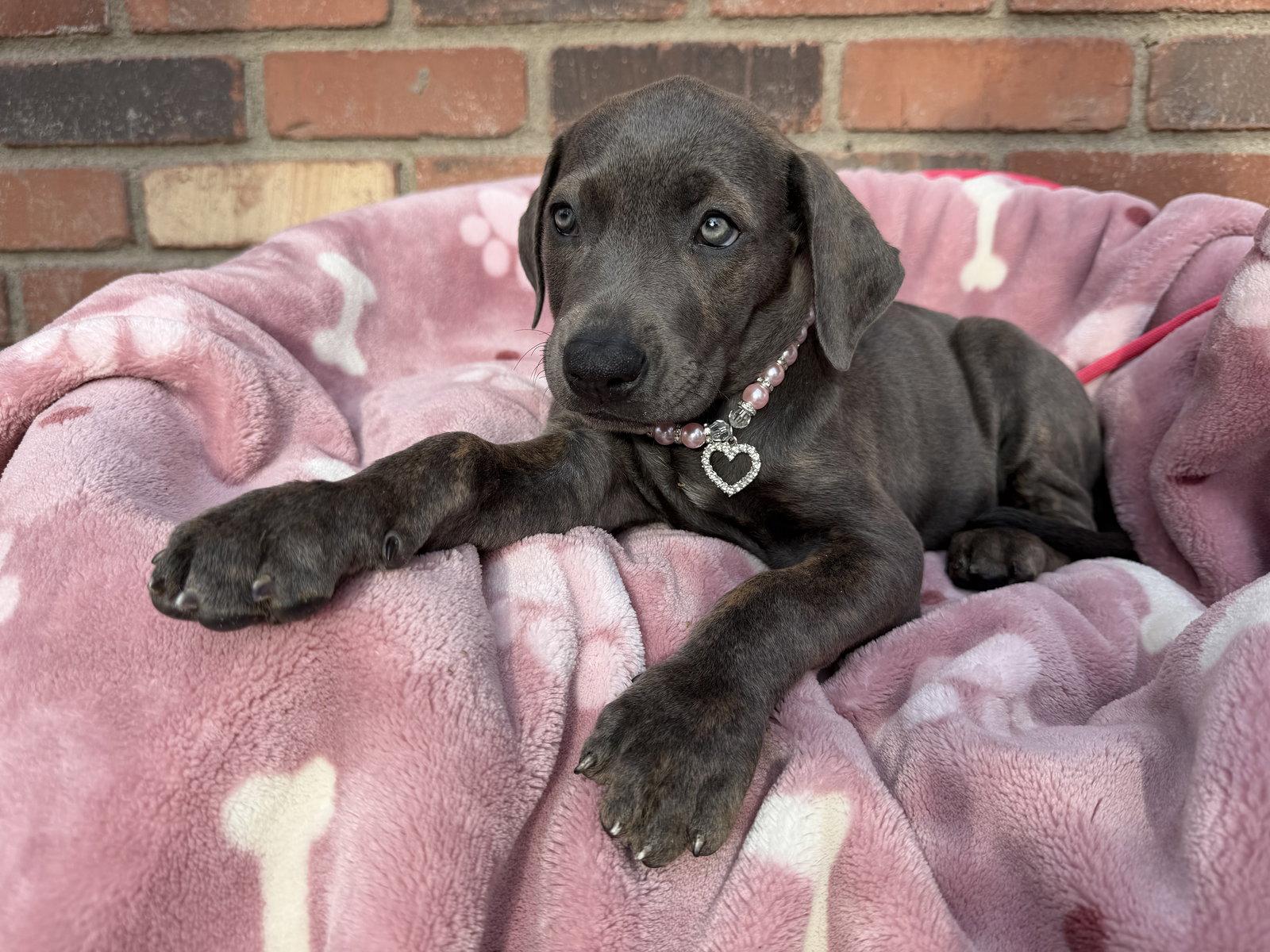 Enlarge Bambi - ADOPTED, a Adoptable Cane Corso in Glendale, AZ image 1/3