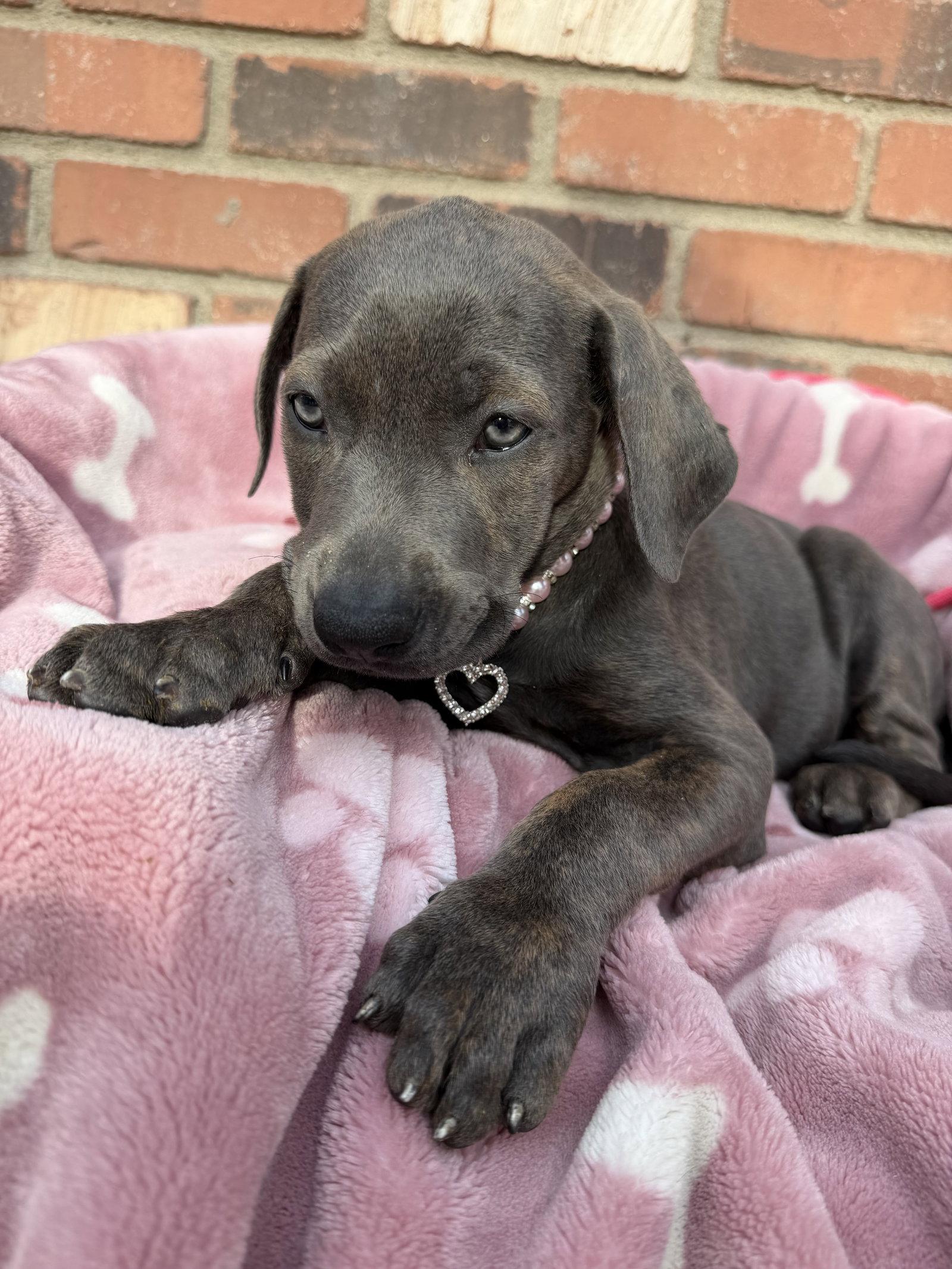 Enlarge Bambi - ADOPTED, a Adoptable Cane Corso in Glendale, AZ image 2/3
